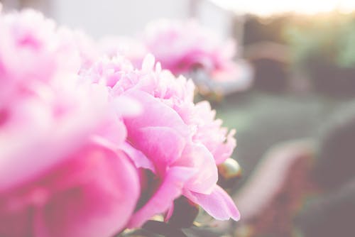 Selective Focus Photography of Pink Rose Flowers