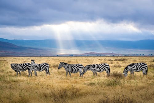 Five Zebra Grazing on Grass Field