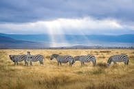 Five Zebra Grazing on Grass Field