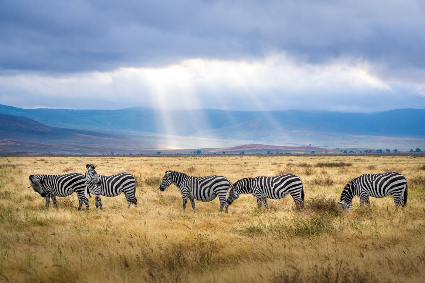 Zebras grazing under low sunlight on the floor of the Ngorongoro Crater in Tanzania