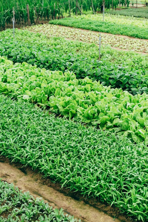 Free Photo of Green Vegetables Planted on the Ground Stock Photo