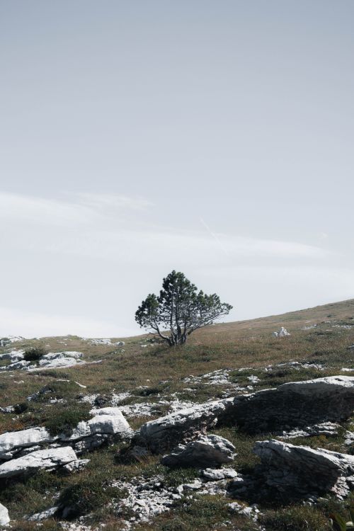 Free A lone tree stands amidst rocky terrain under a light blue sky in Crolles, France. Stock Photo