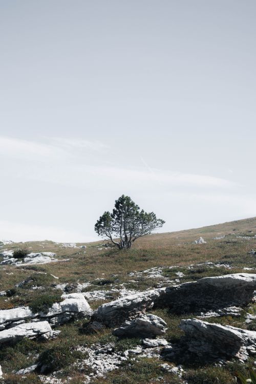Free Solitary bonsai tree on rocky terrain under a light blue sky in Crolles, France. Stock Photo