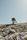 lonely tree