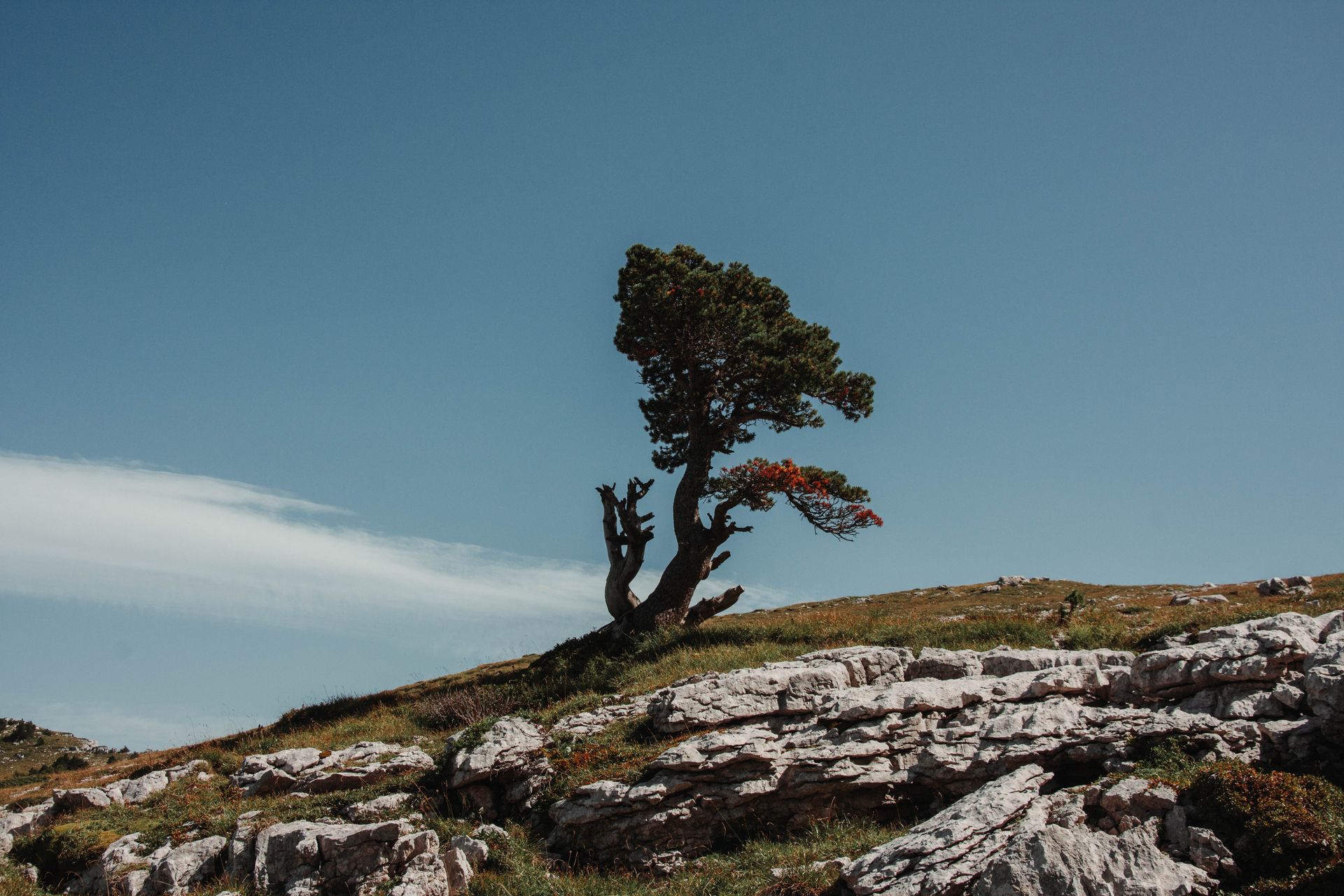 Lonely Bonsai Tree on Rocky Landscape in France