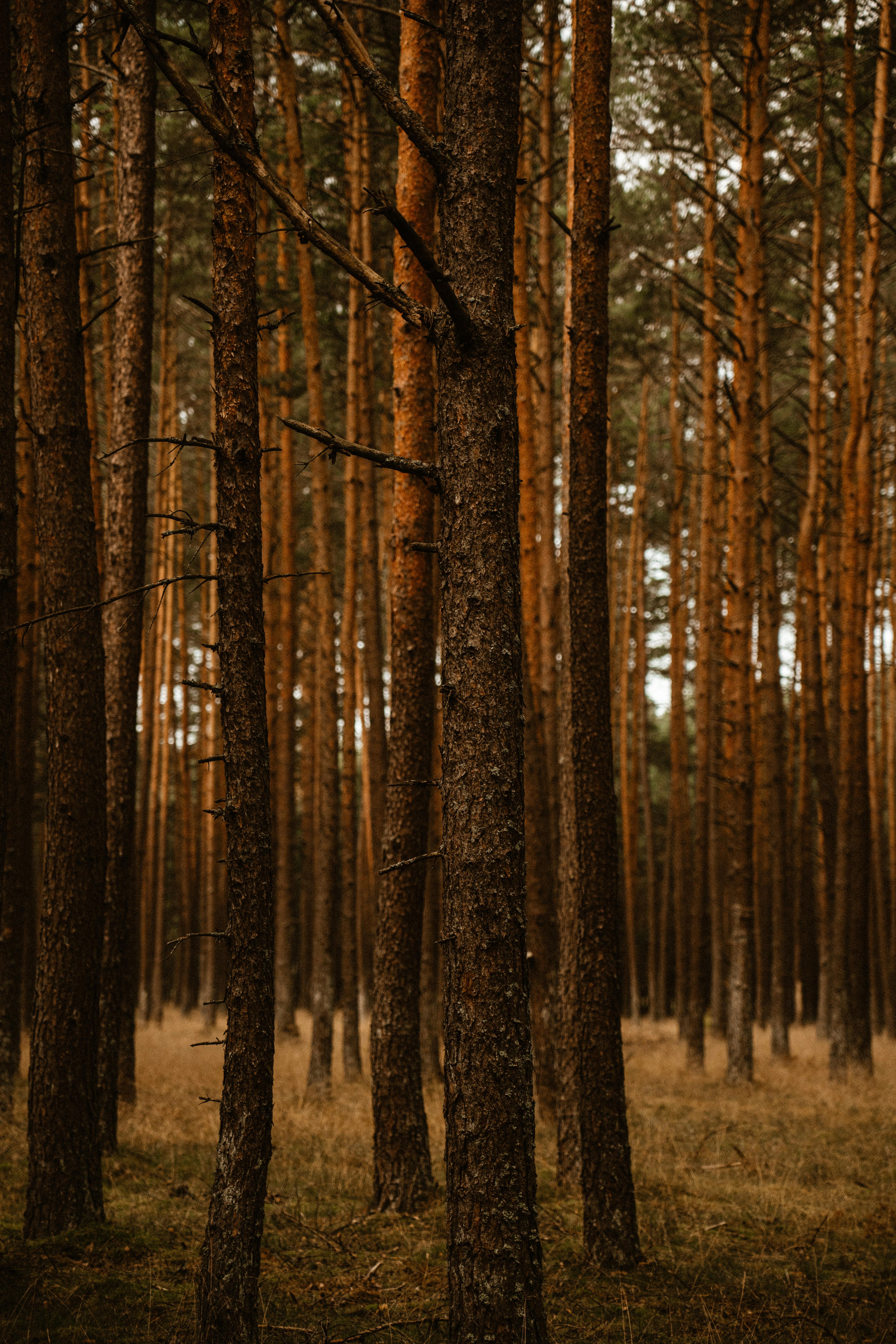 Tranquil view of tall pine trees in a peaceful forest setting.