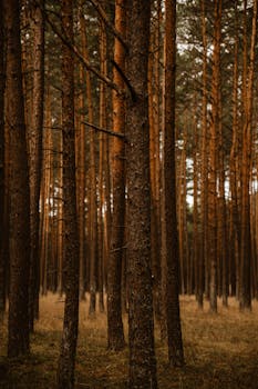 Tranquil view of tall pine trees in a peaceful forest setting.