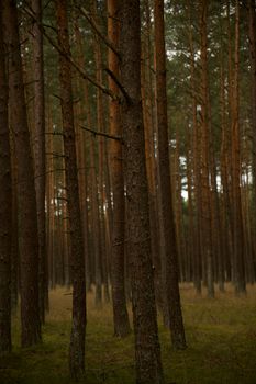 A tranquil view of a dense pine forest under soft twilight lighting.