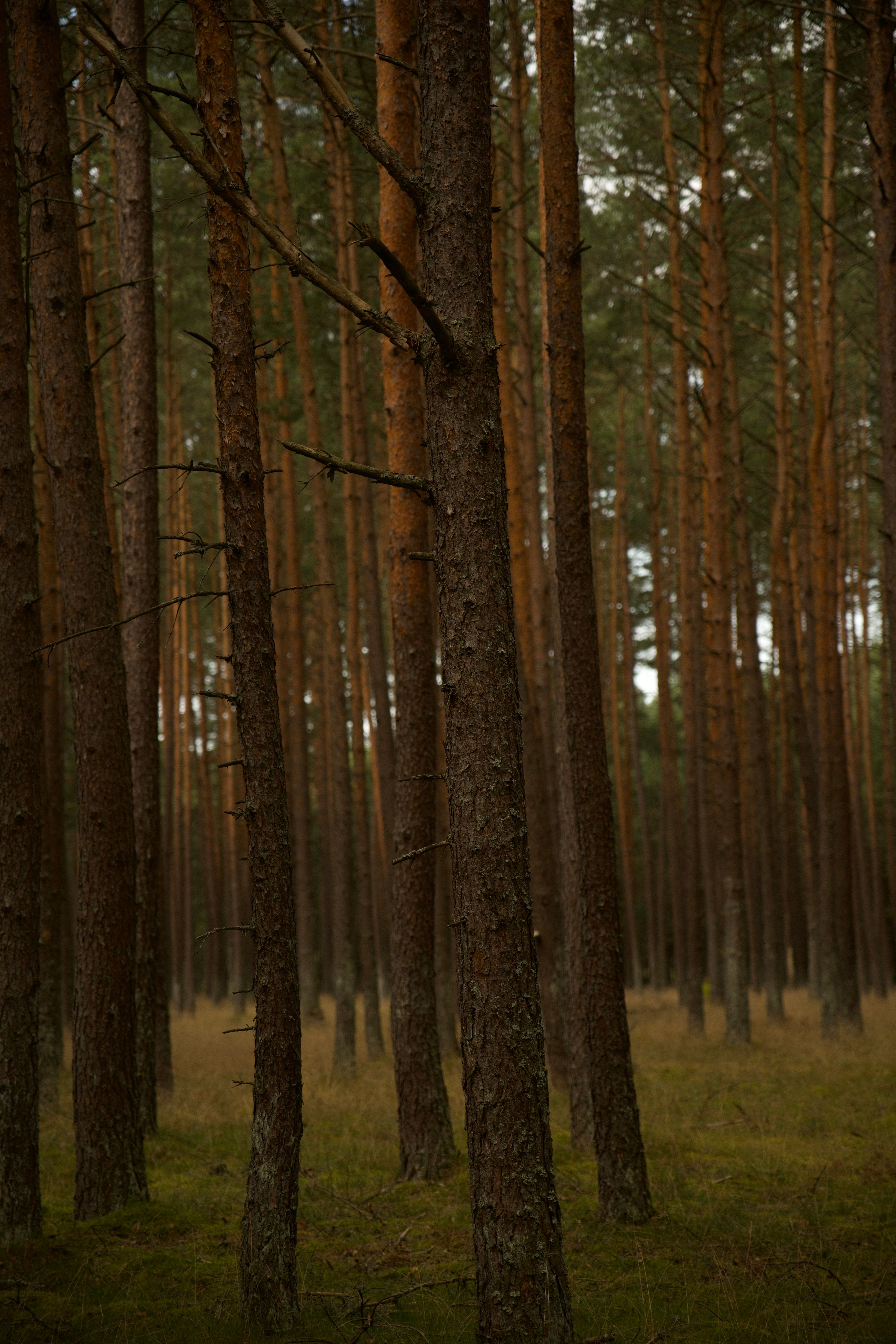 Serene Pine Forest Landscape at Twilight · Free Stock Photo