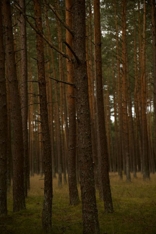 Free A tranquil view of a dense pine forest under soft twilight lighting. Stock Photo