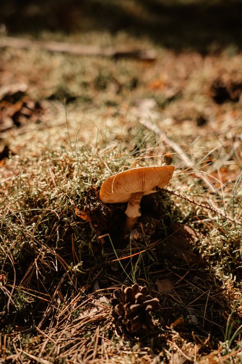Free Close-up of a wild mushroom with earthy tones on a forest floor, emphasized by natural lighting. Stock Photo