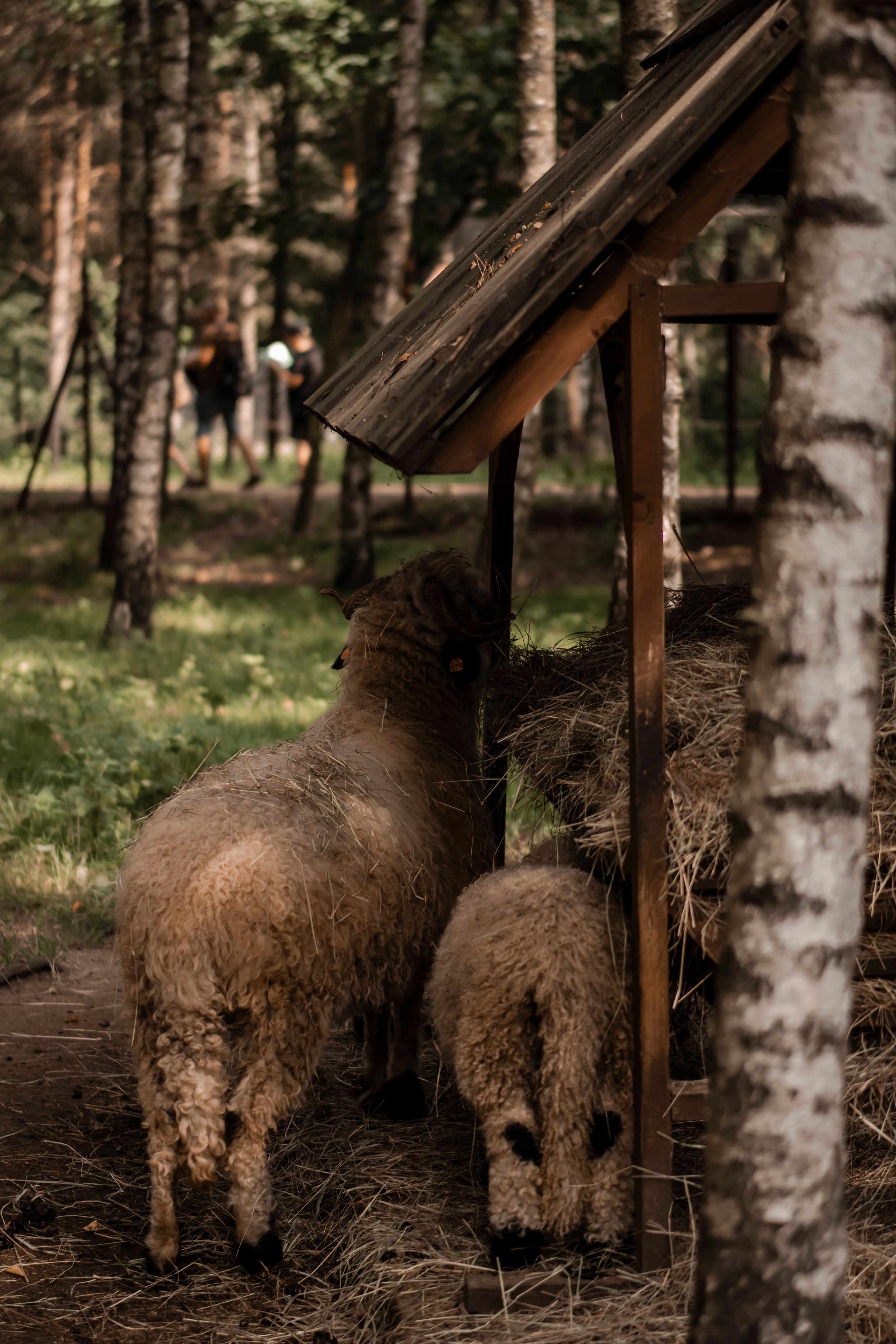 Living Animals Photos, Download The BEST Free Living Animals Stock ...