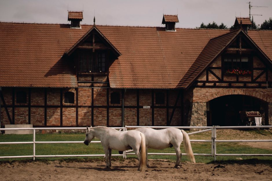 Two white horses standing in front of a classic European stable on a sunny day.