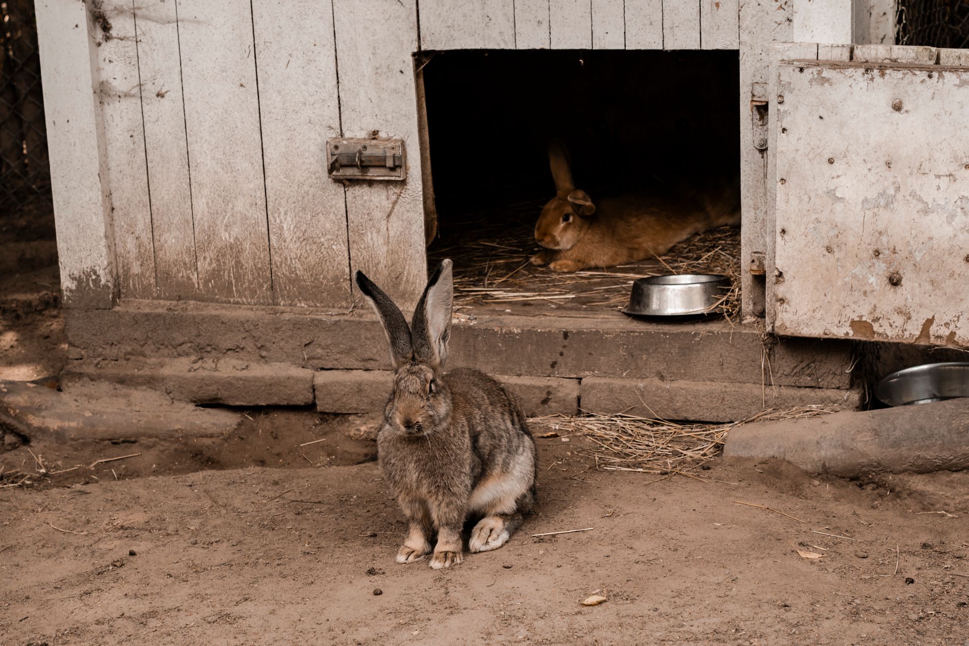 Two Rabbits in a Rustic Outdoor Hutch Setting