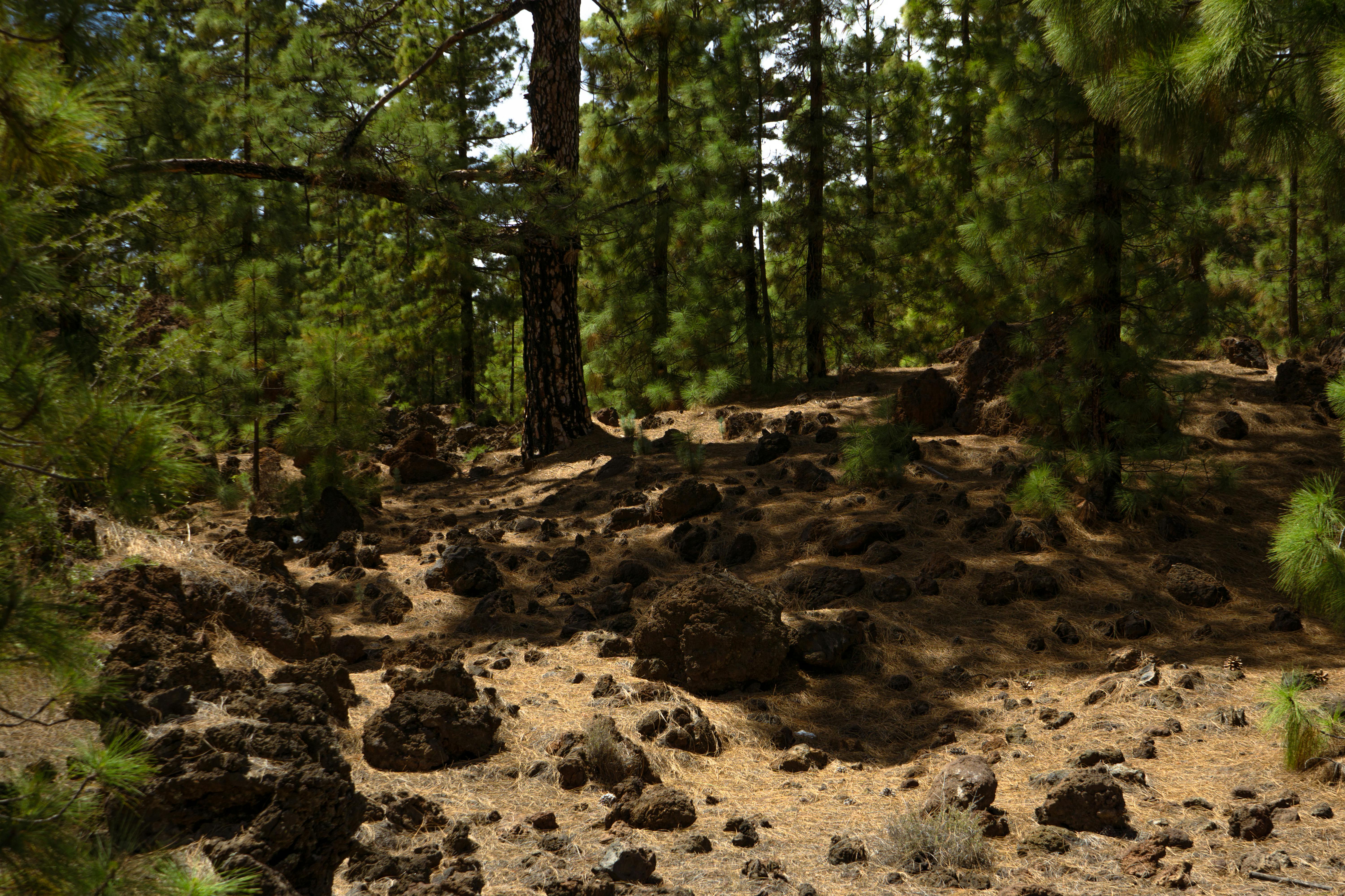 ¡Oferta de última hora a Tenerife Sur desde 1003 €!