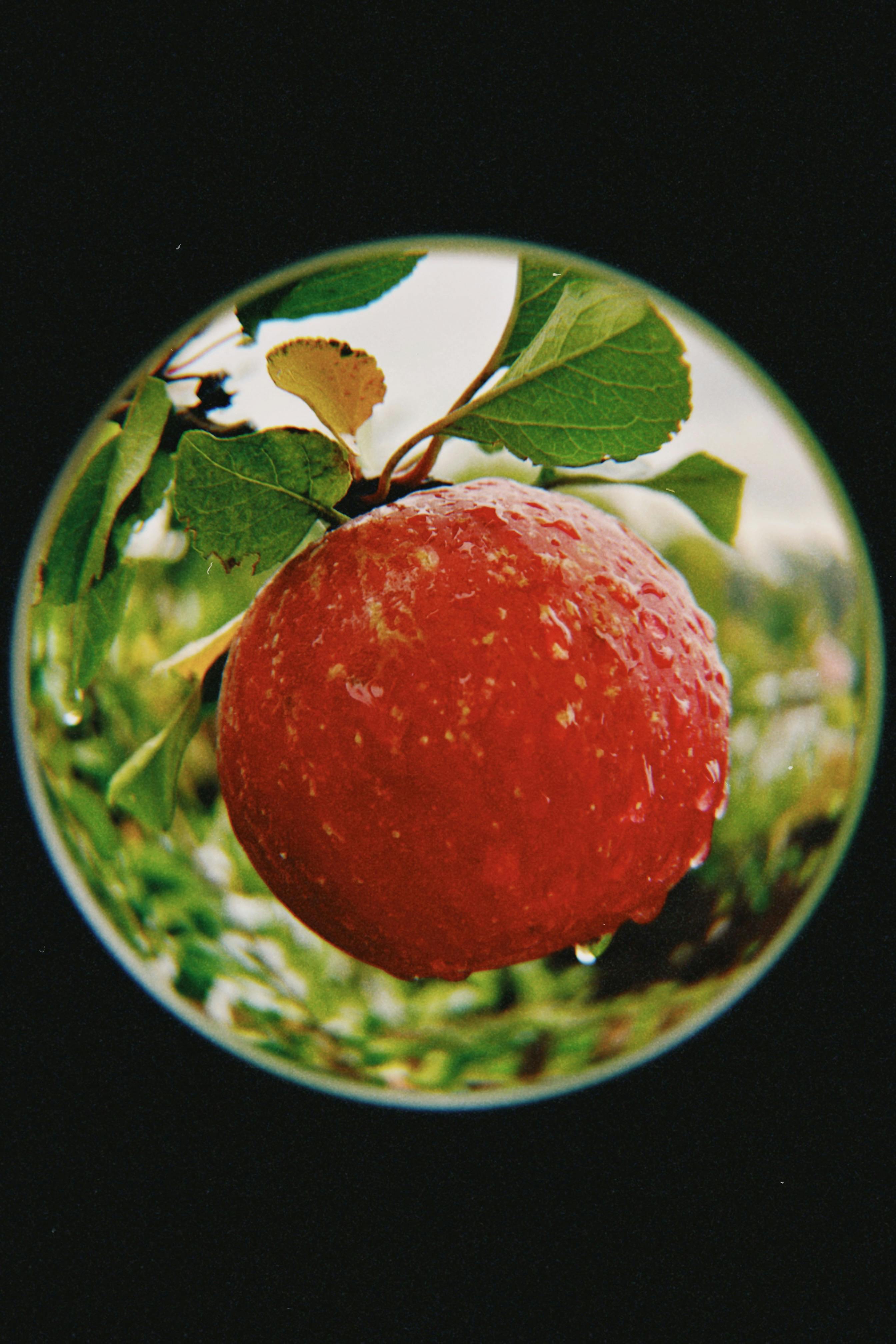 Macro shot of a dew-covered red apple hanging on a branch in Talgar, Kazakhstan.