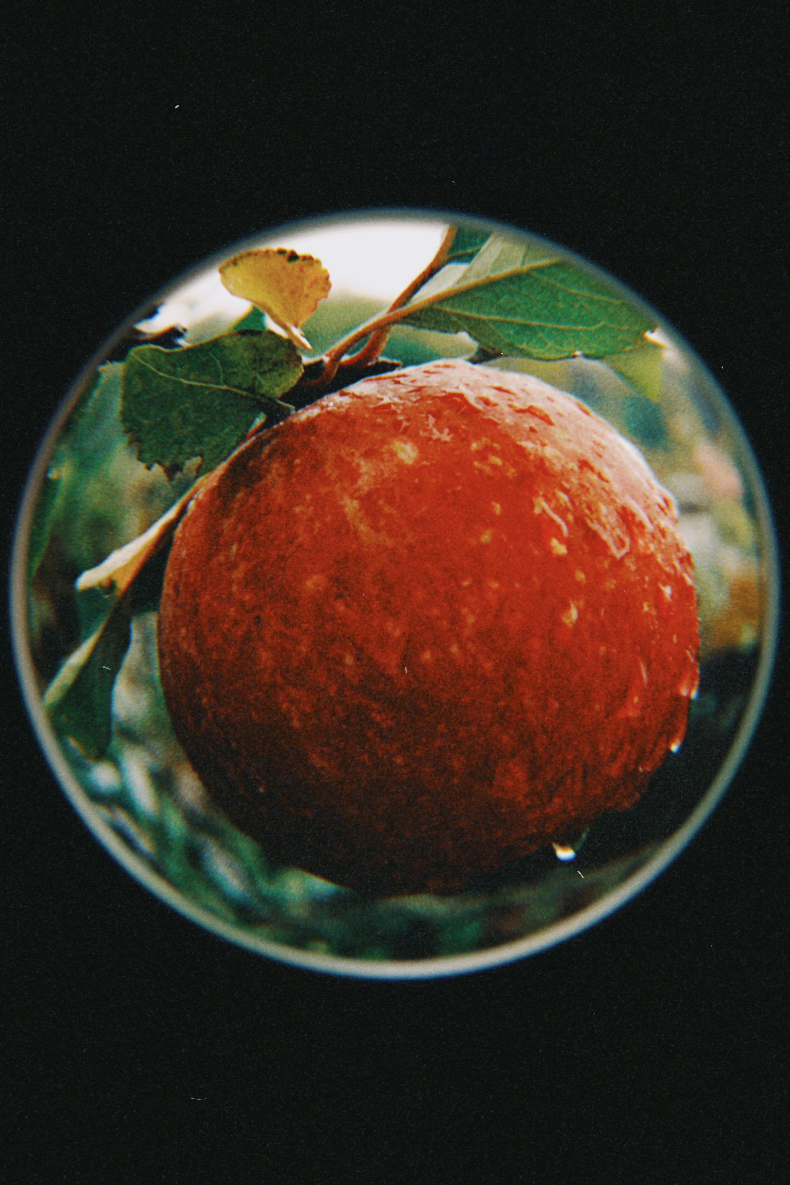 A vibrant red apple captured with a fisheye lens on a leafy tree in Kazakhstan.