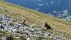 Chamois Grazing in Vercors Mountain Landscape