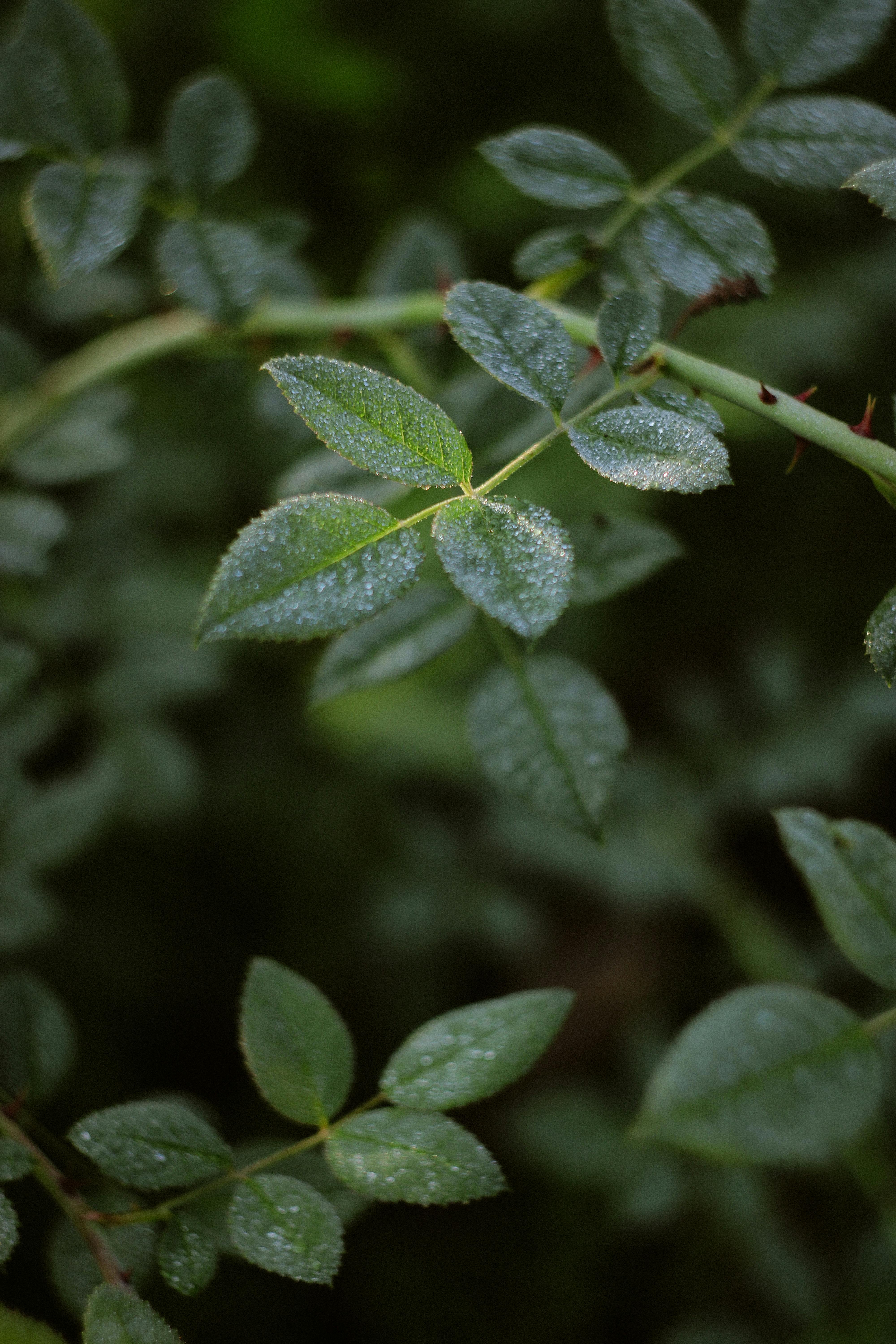 Macro shot of dew-covered green leaves in a lush forest setting, highlighting nature's delicate beauty.