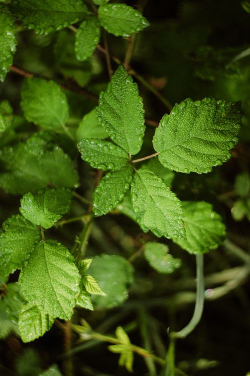 Free A fresh green leaf covered in dewdrops, showcasing nature's beauty. Stock Photo