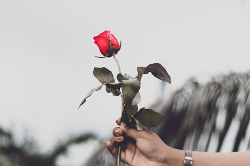 Free Red Rose Stock Photo