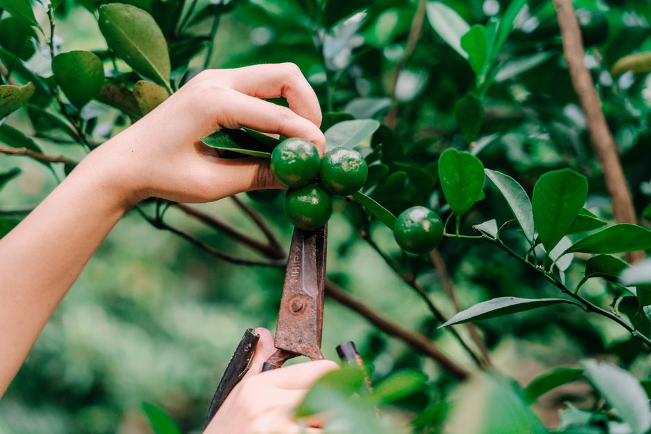 Close-up of hands using garden shears to harvest from tree — pruning and maintenance technique in Langley/Aldergrove BC