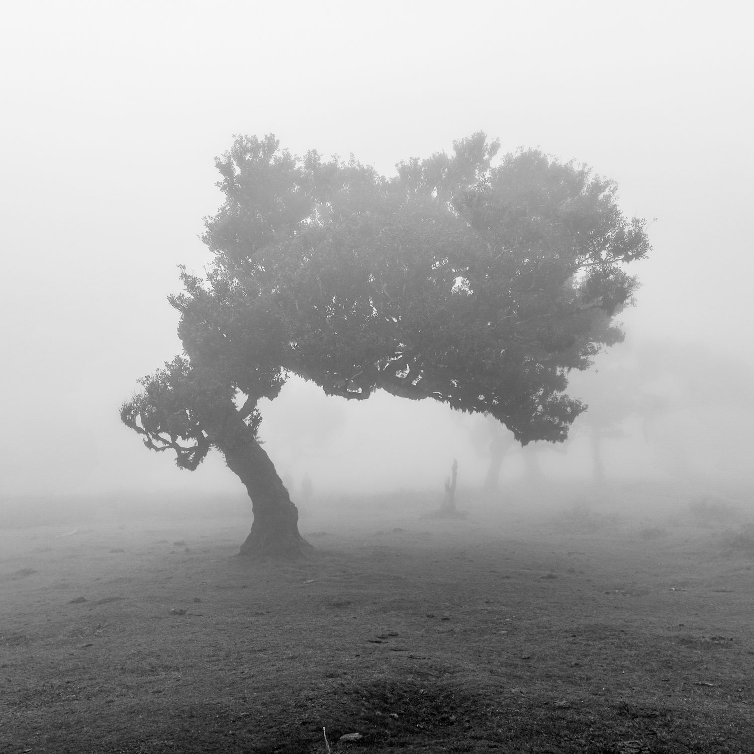 Misty Landscape with Lone Tree in Fog · Free Stock Photo
