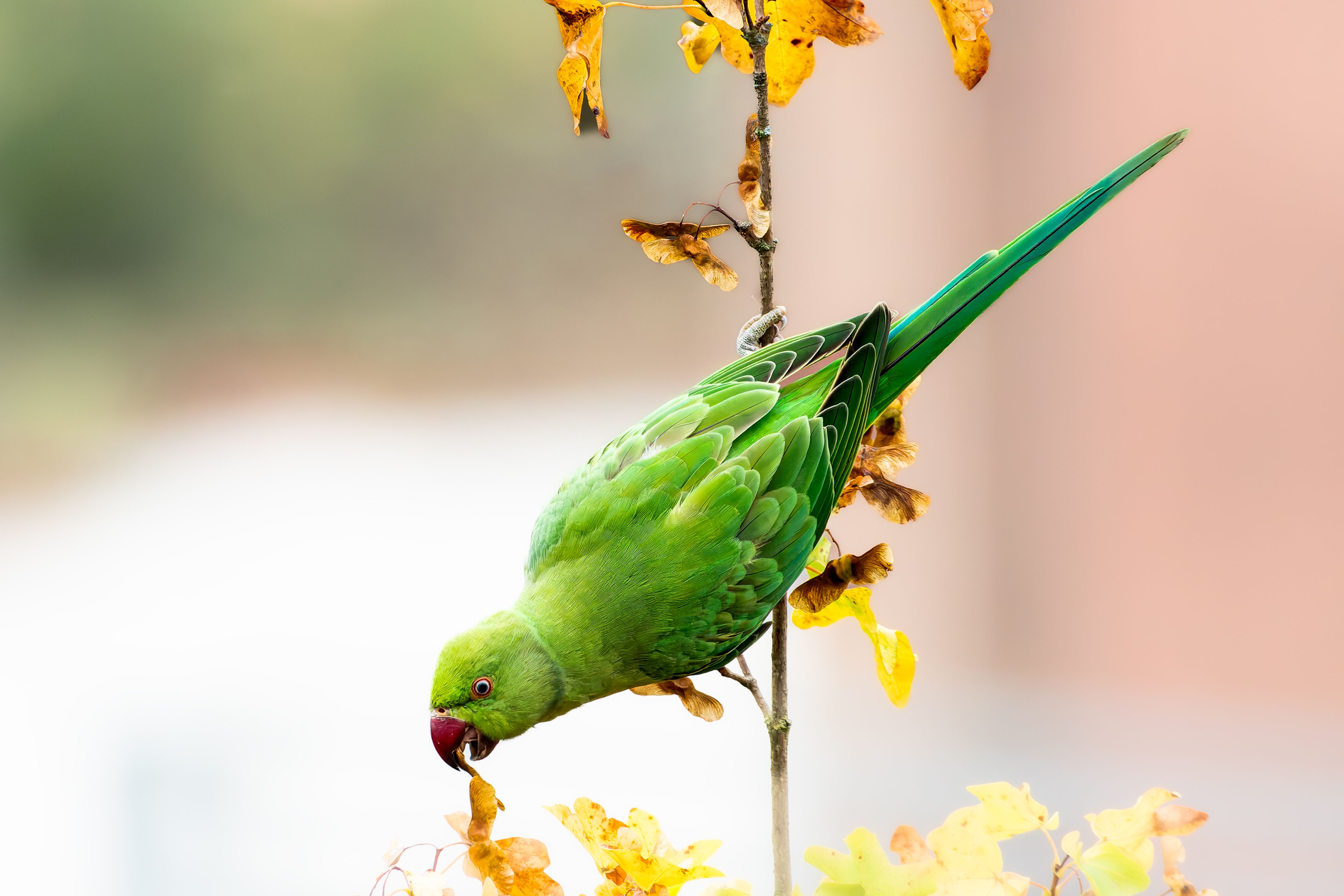 Rose-Ringed Parakeet Feeding on Autumn Leaves · Free Stock Photo