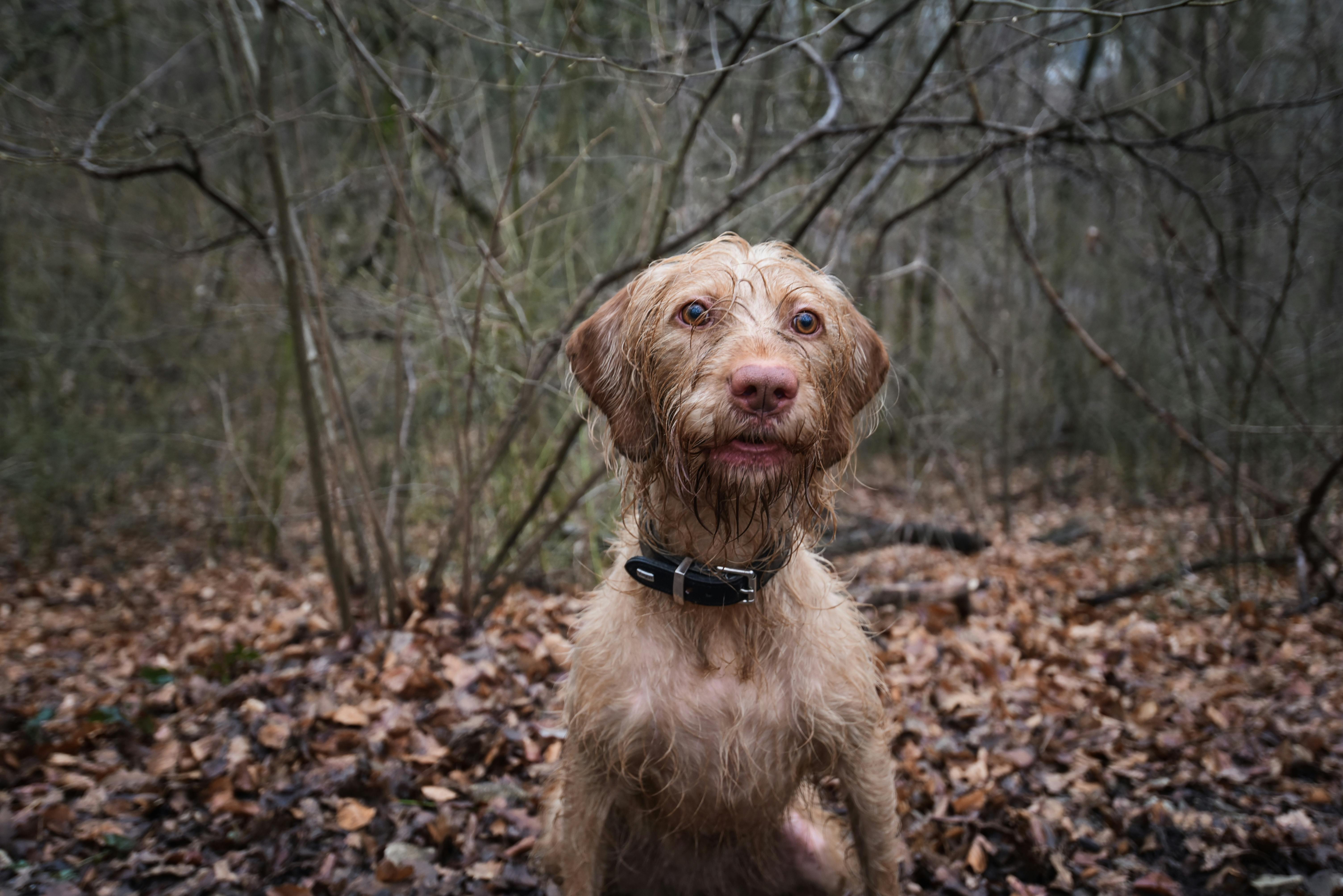 Why Do Dogs Have Wet Noses? Discover The Fascinating Reasons! 10 Exploring the Unique Characteristics of Dog Noses: Why Wetness Matters!