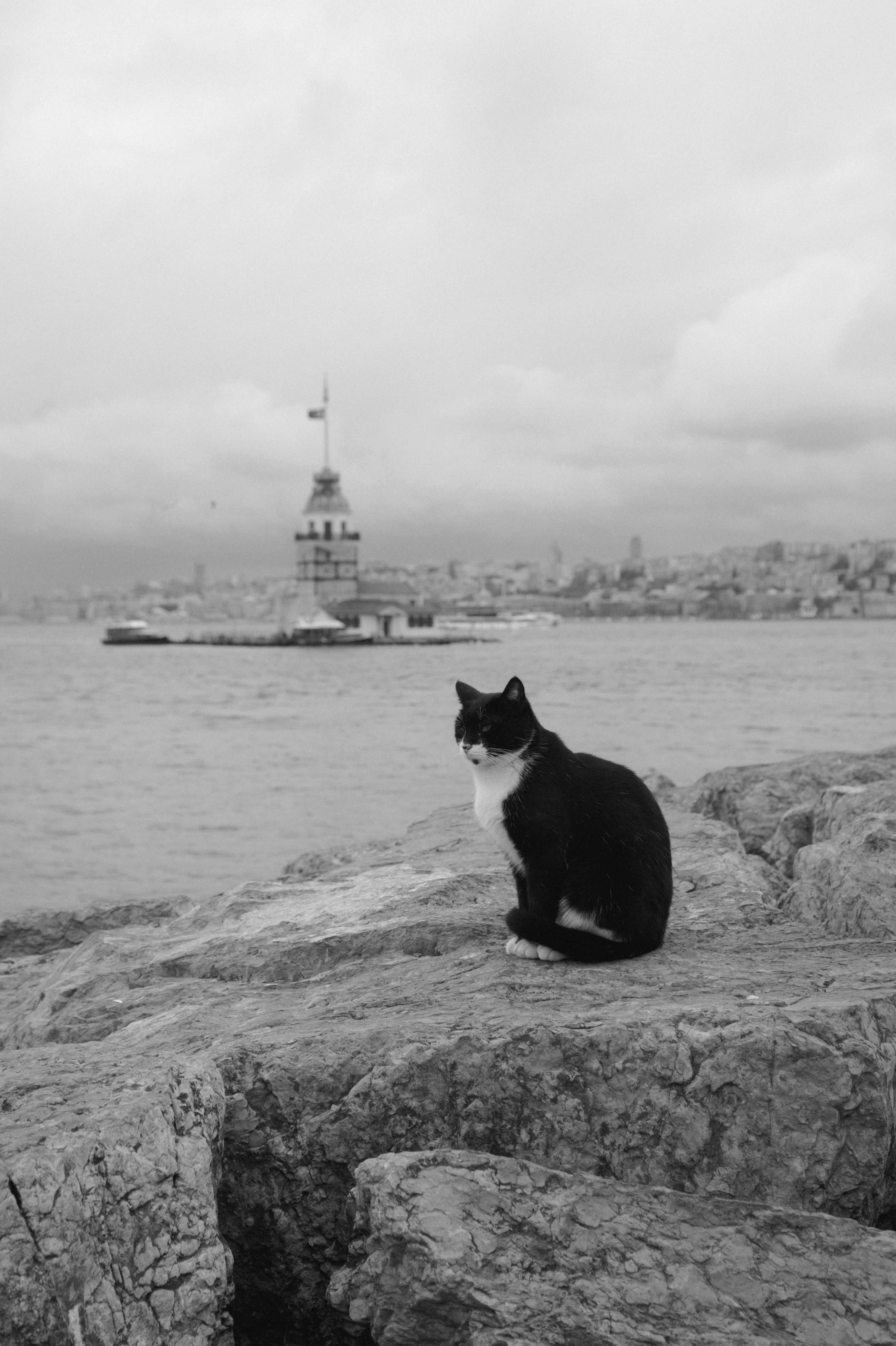 A black and white cat sits on rocks with Istanbul's Maiden's Tower in the background.