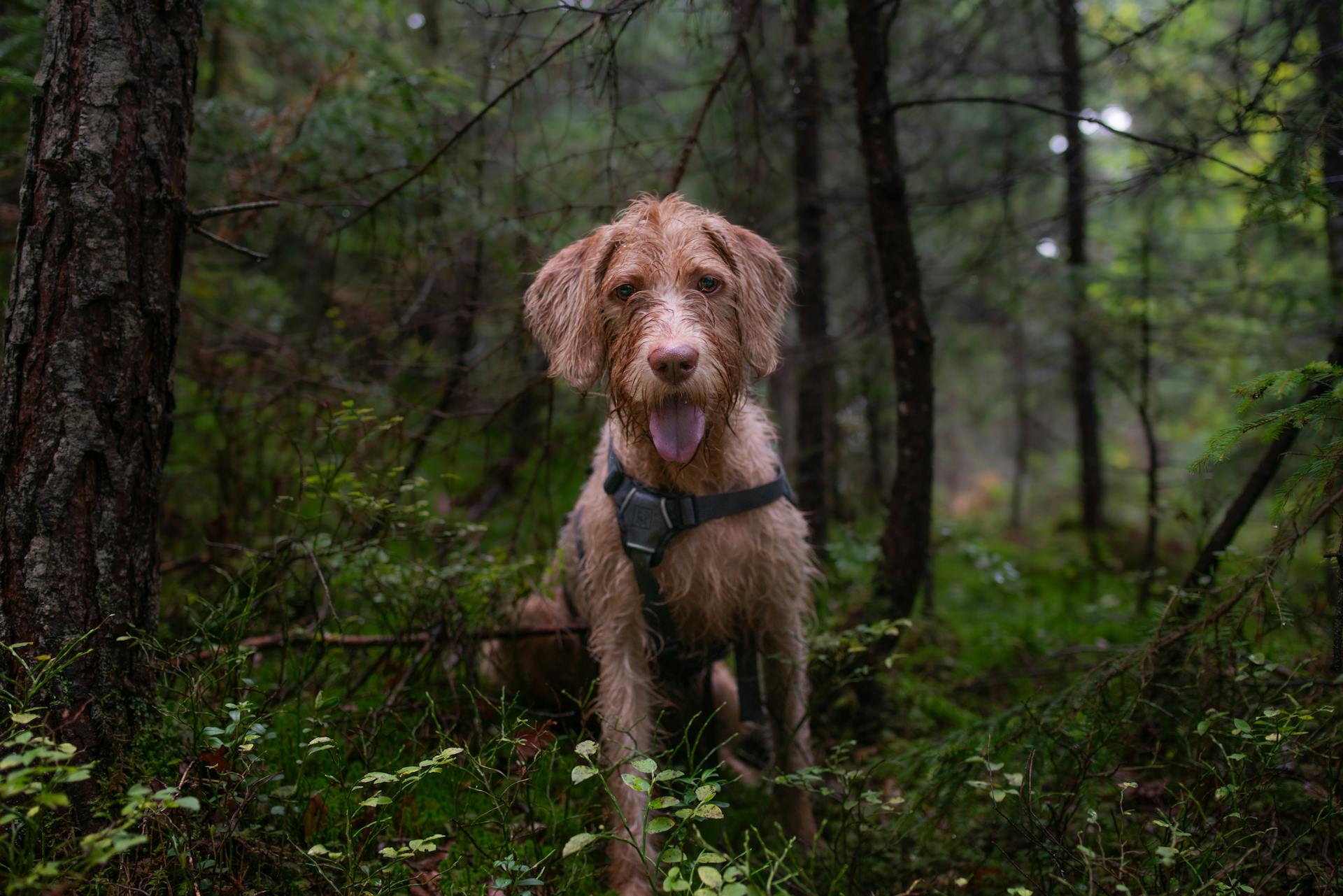 Golden Retriever-mix i ett frodigt skogslandskap