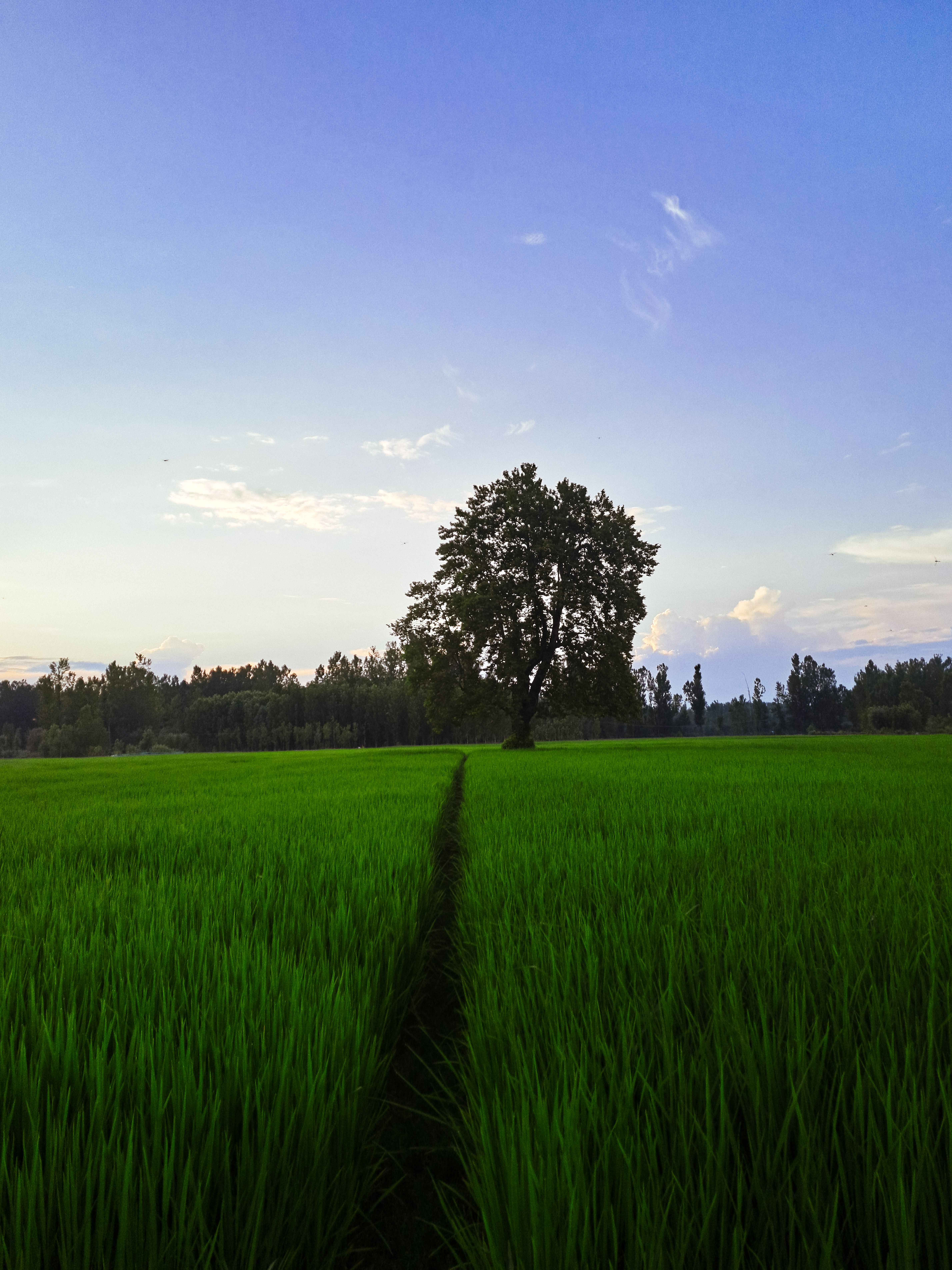 A Green Grass Field Under the Cloudy Sky · Free Stock Photo