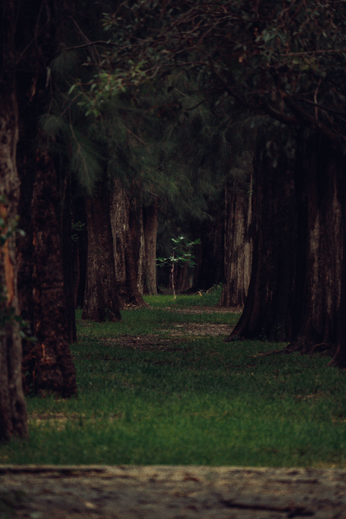Free Serene view of a lush forest pathway in León, Mexico, surrounded by tall trees. Stock Photo