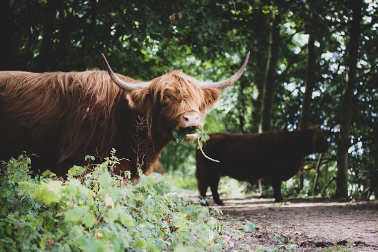 Brown Highland Cattle