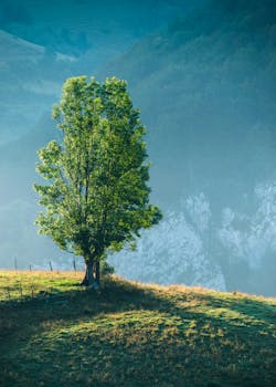 Free stock photo of dawn, landscape, nature, summer