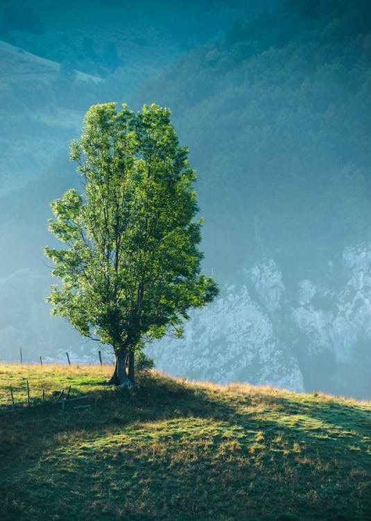 Darmowe zdjęcie z galerii z drzewo, drzewo tapeta, idylliczny