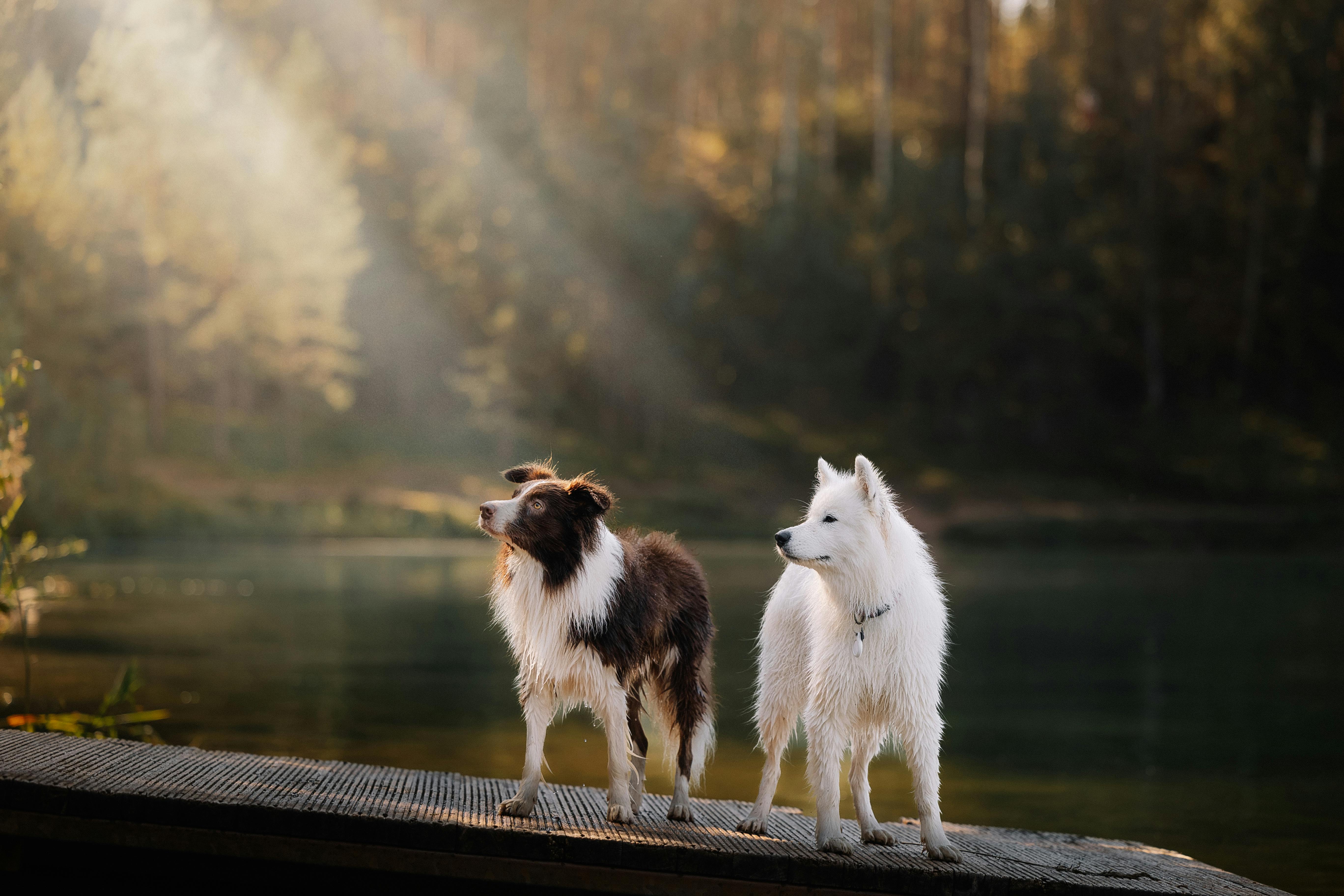 pet insurance germany — Photo by Elina Volkova on Pexels