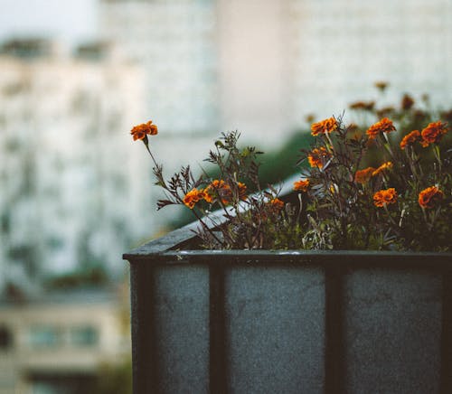 オレンジ色の花びらの花の写真