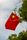 china flag