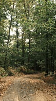 Image by Büşranur Aydın