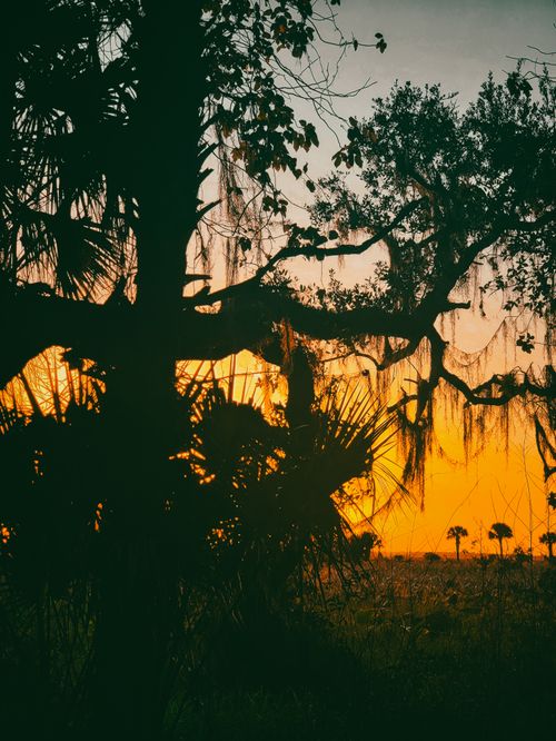 Free Dramatic view of a tropical forest silhouette against a vivid sunset sky. Stock Photo