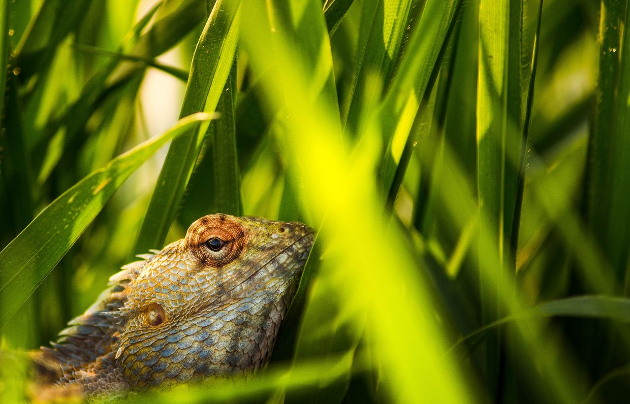 a detailed close up of a lizard camouflaged among lush green leaves pe