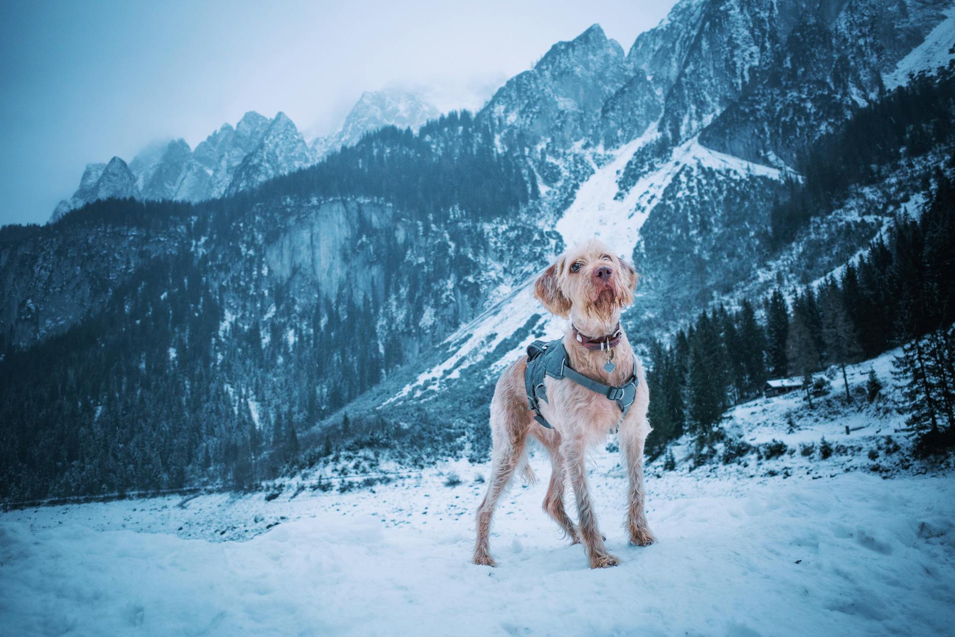 Dog in Snowy Mountain Landscape