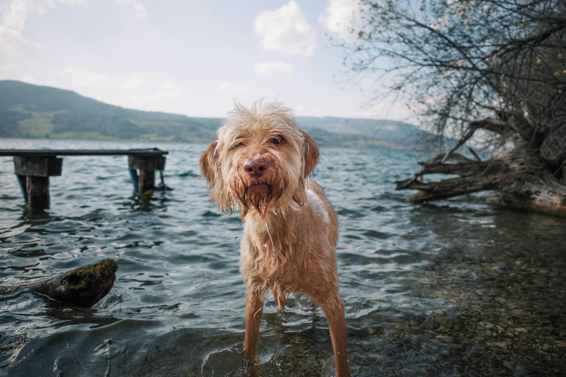 Wet Dog by a Tranquil Lake in Natural Setting