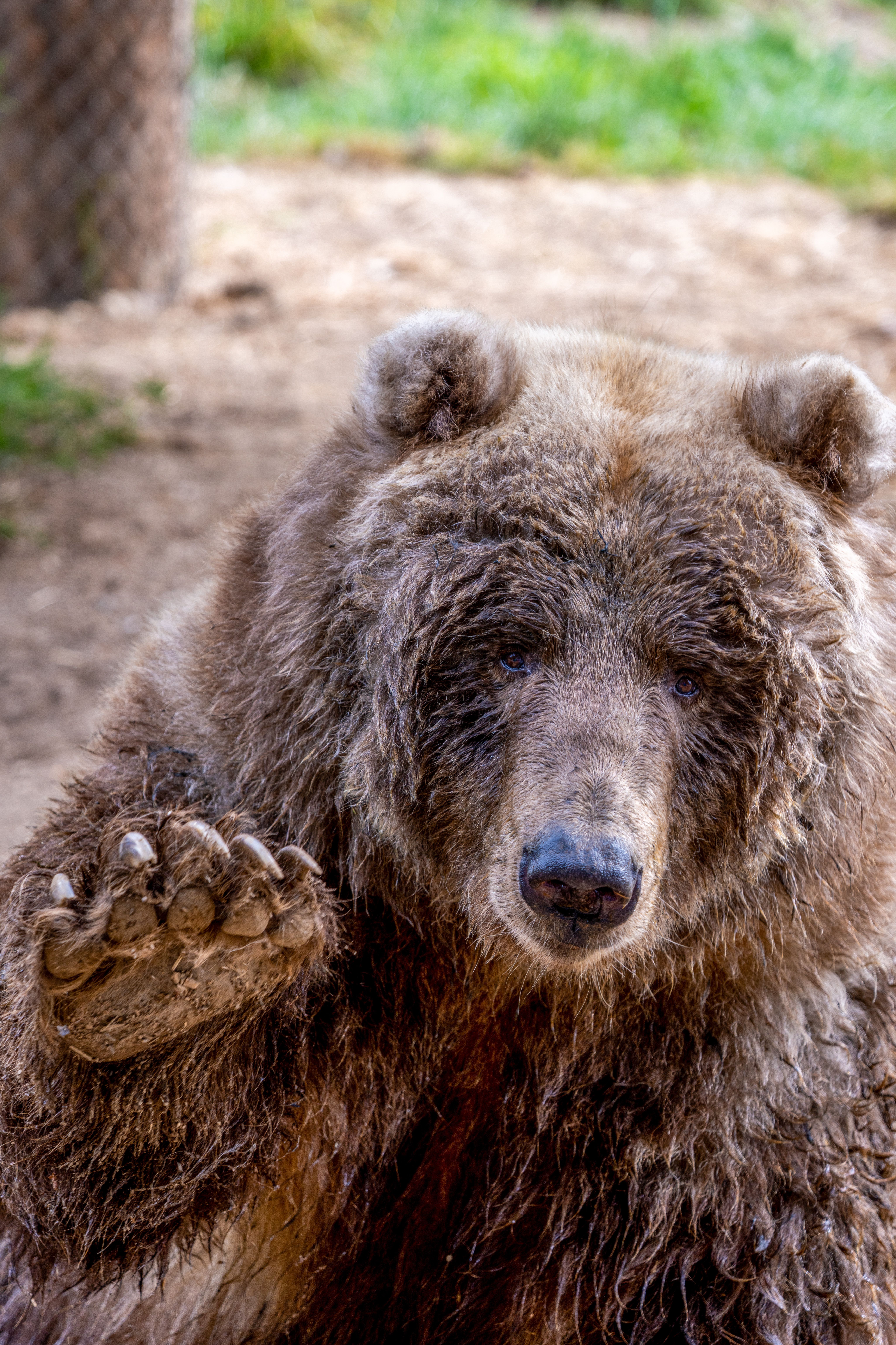 Bear Greg - Extended Vacation On Trantor