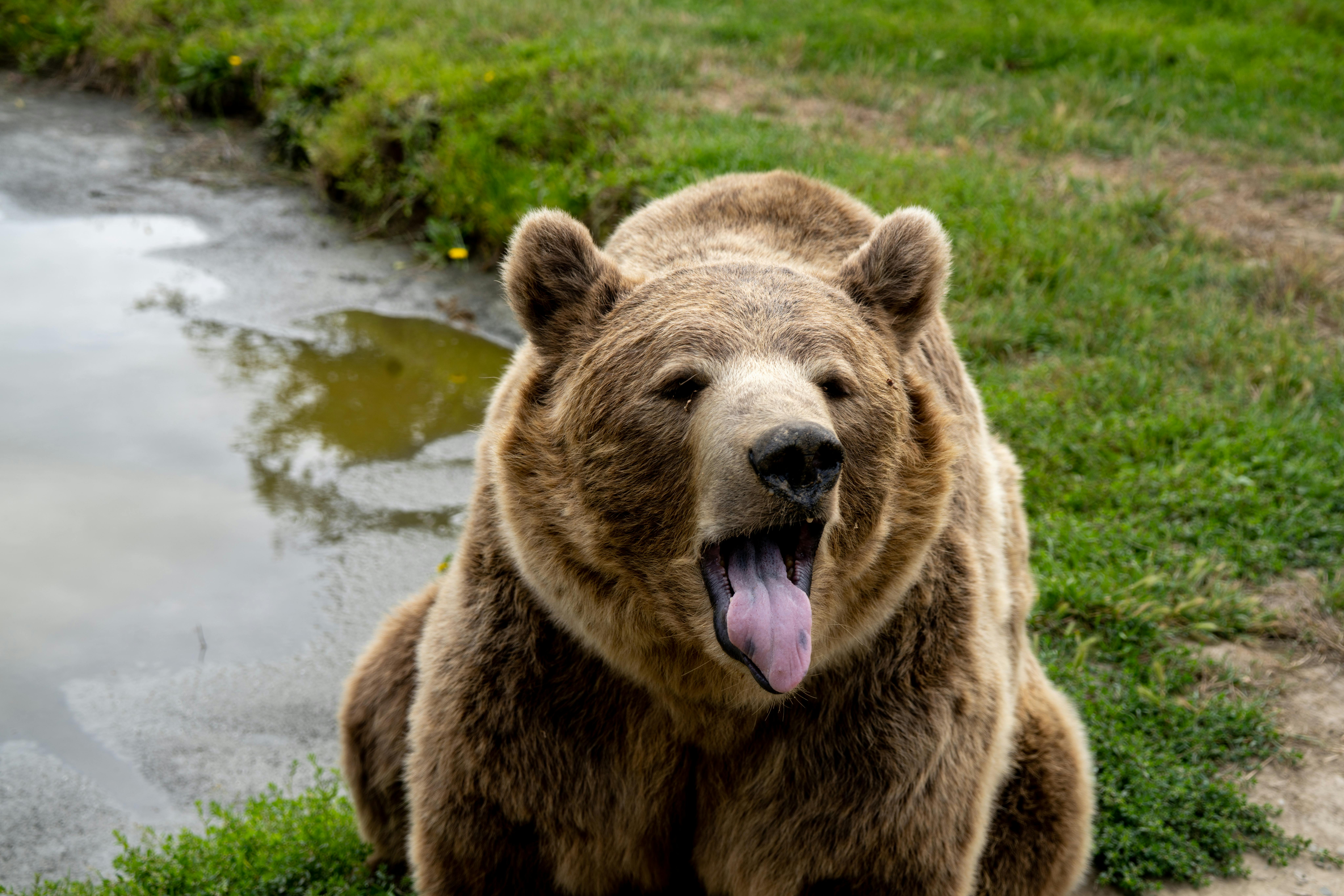 Bear Greg - Extended Vacation On Trantor