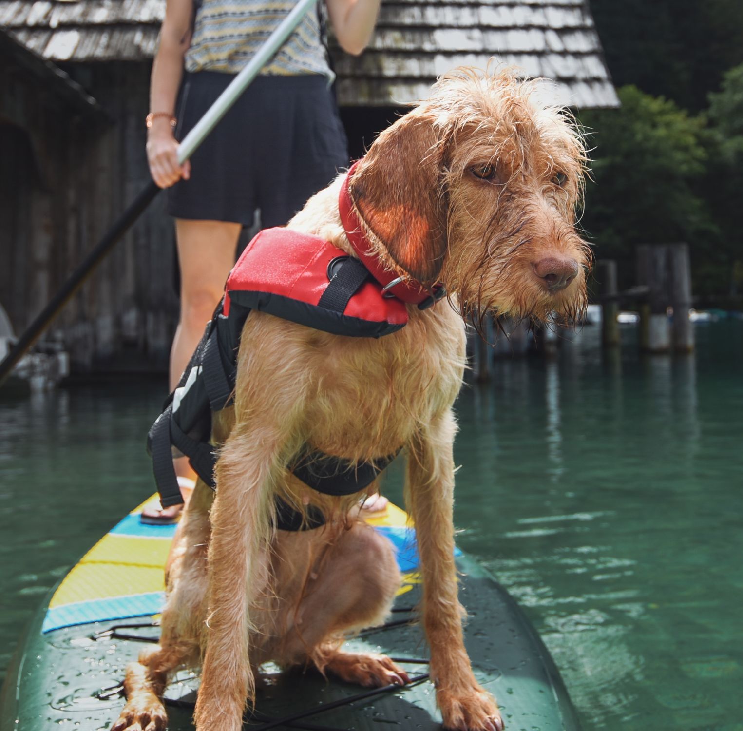 Dog in an orange life jacket sitting on a paddleboard on a lake Dog in an orange life jacket sitting on a paddleboard on a lake