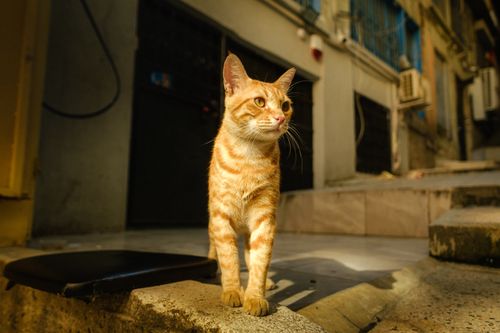 Free Ginger tabby cat standing in a sunlit alleyway in Istanbul, showcasing warm urban tones. Stock Photo