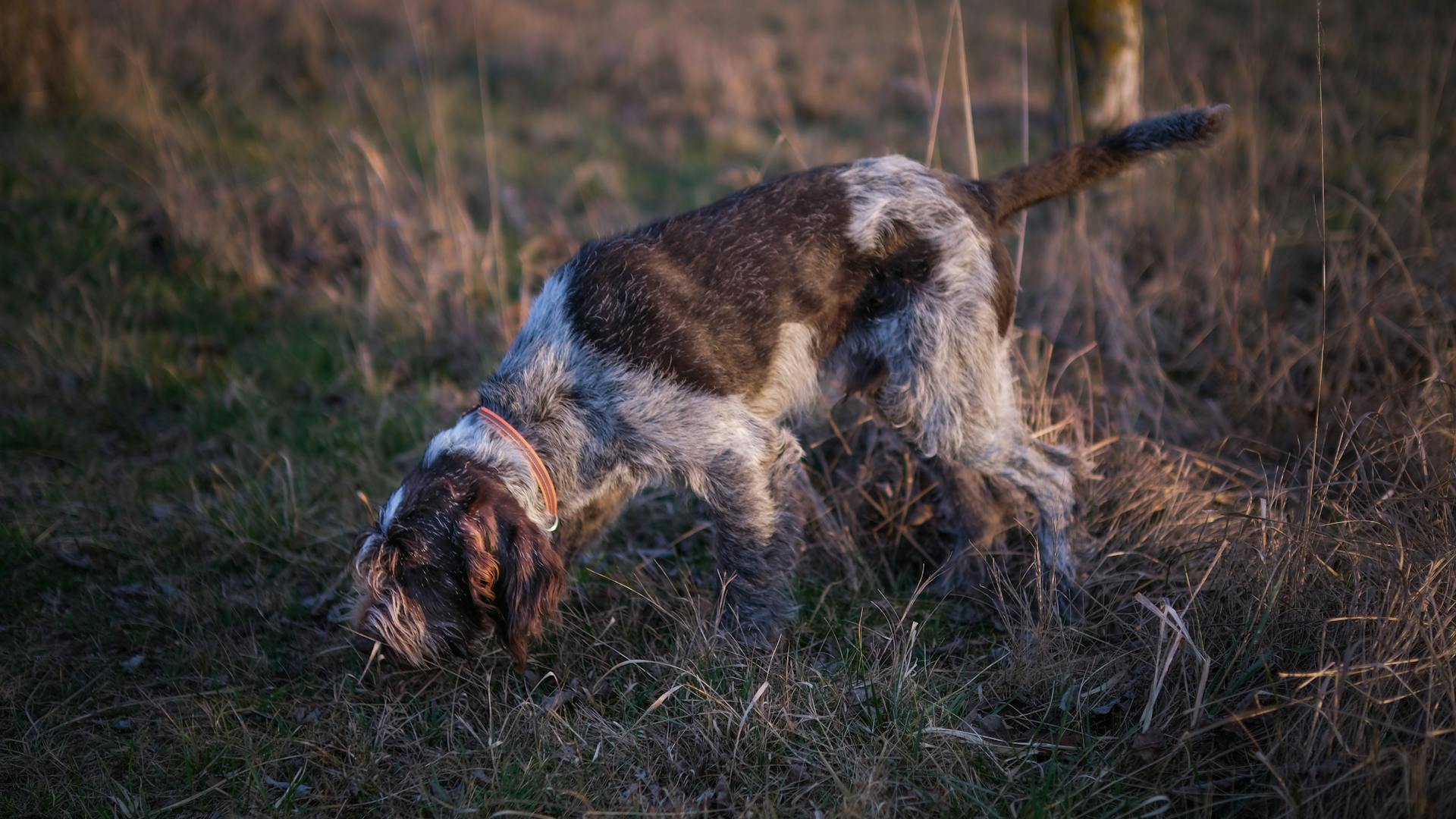 Le chien à poils filés renifle le sol dans la nature