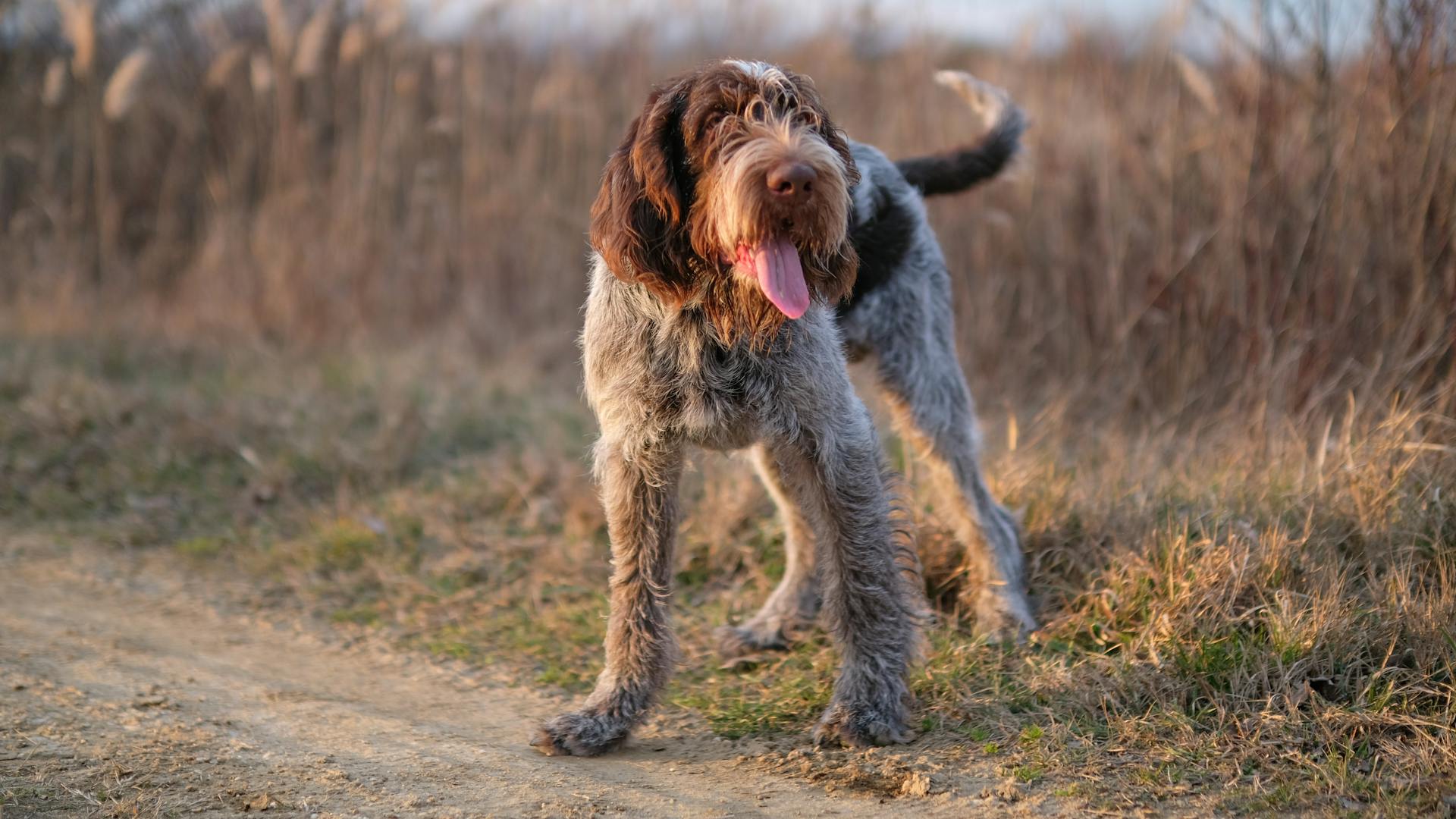 German Wirehaired Pointer on a Nature Trail